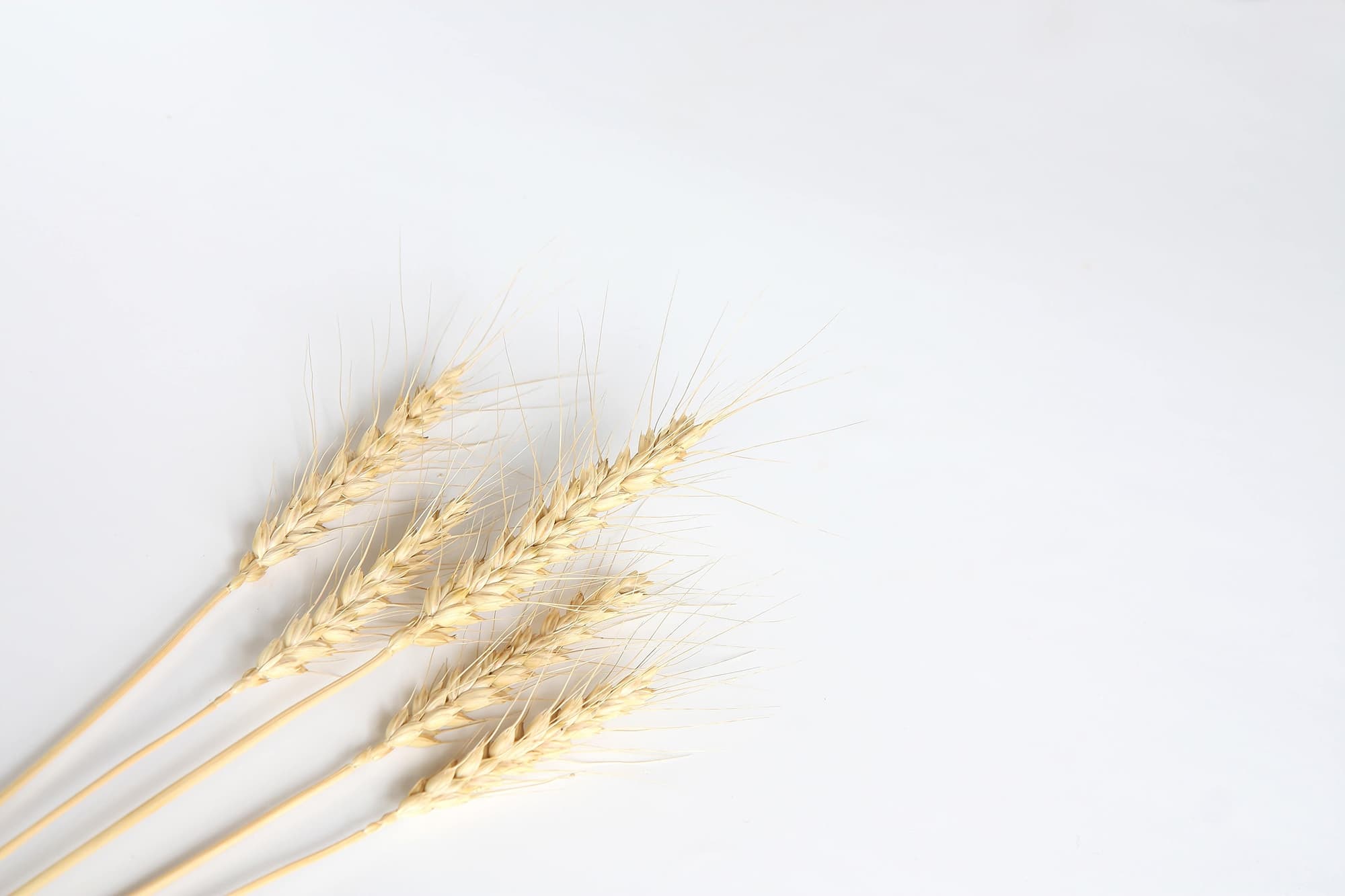 小麦のイメージ